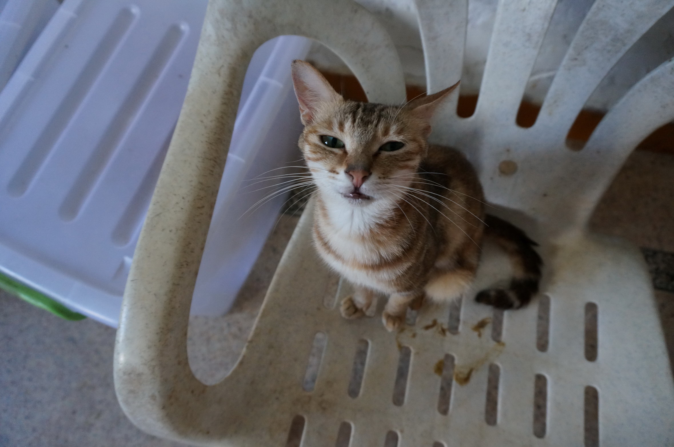 DSC07094.jpg