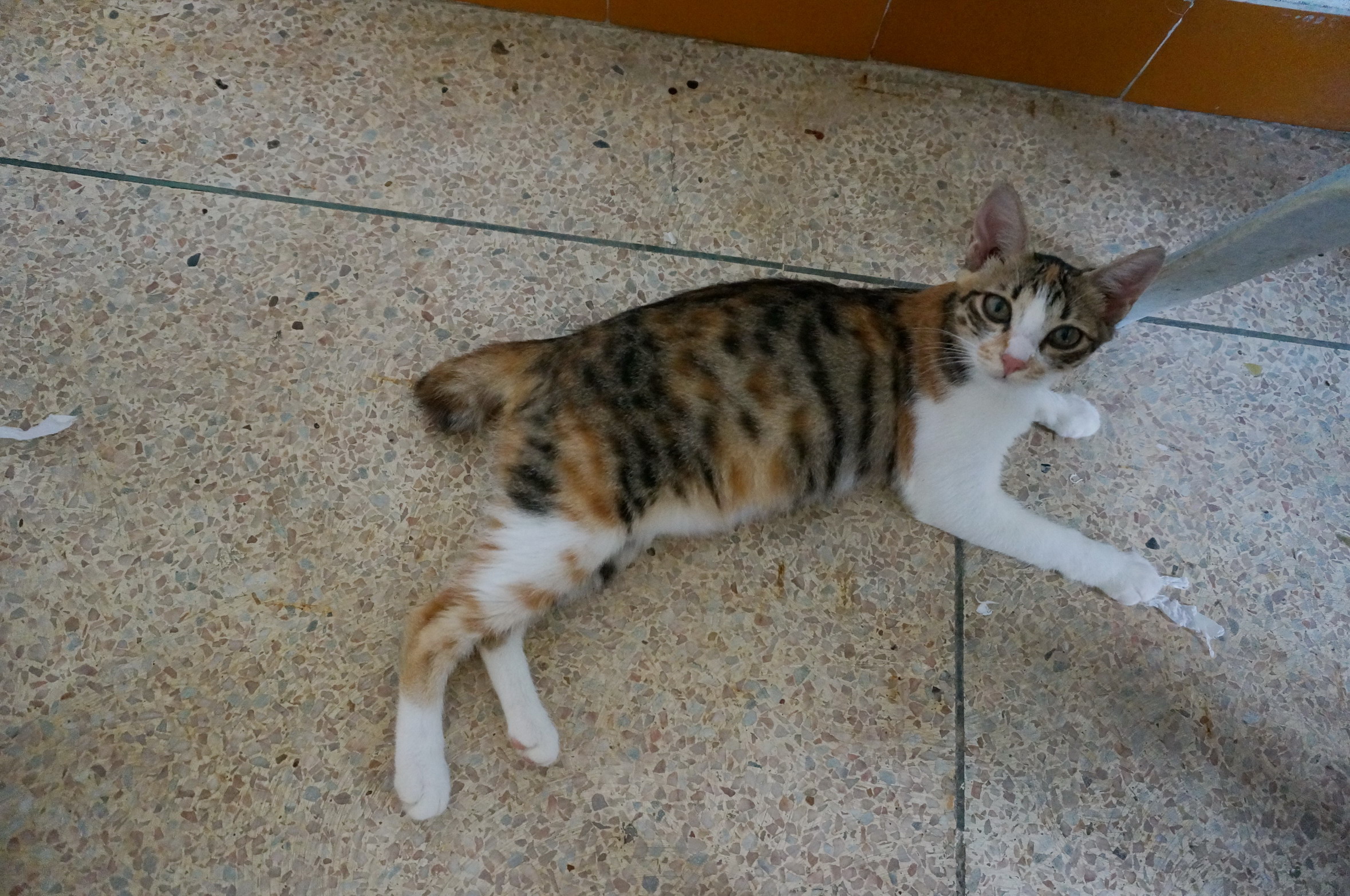 DSC07135.jpg