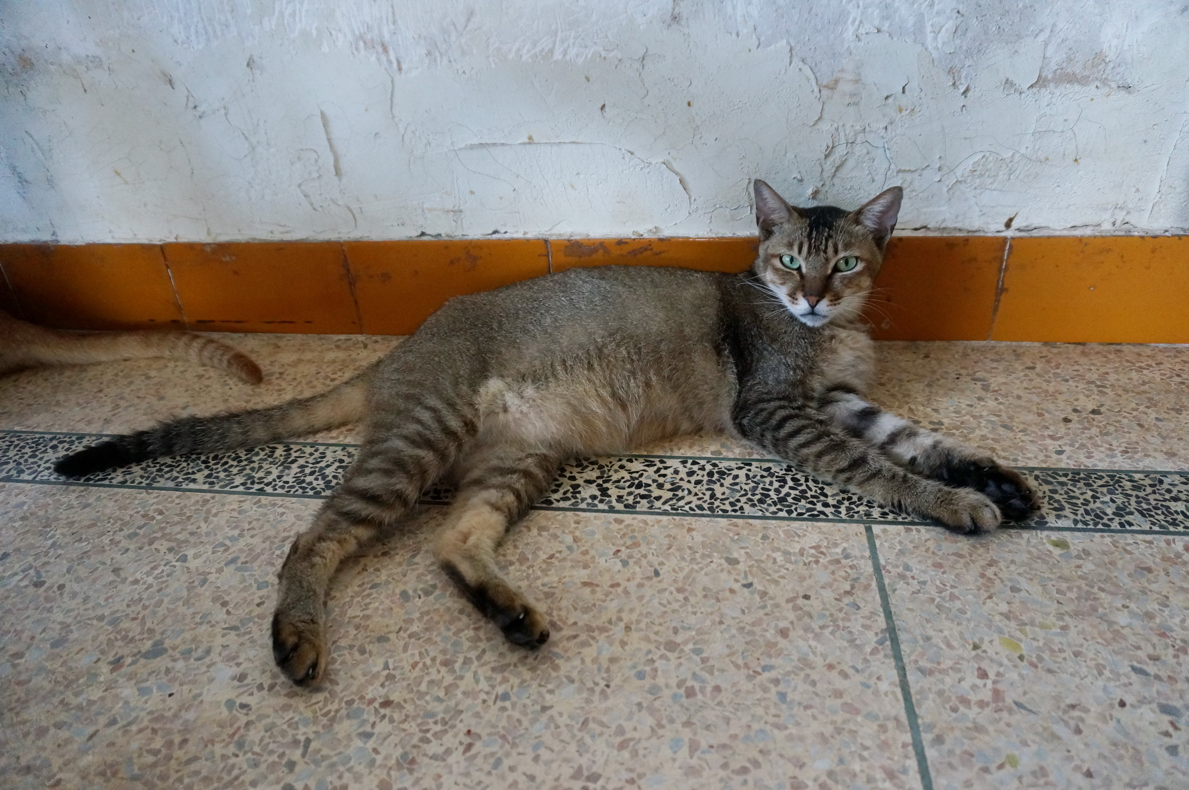 DSC07239.jpg